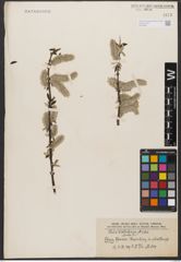 Foto von Salix wallichiana Andersson